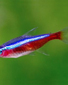 Cardinal Tetra (25 Pieces)