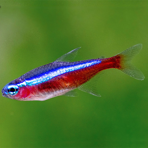 Cardinal Tetra (25 Pieces)