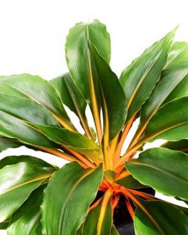 Chlorophytum orchidastrum fire flash/ Orange spider plant/ Mandarin spider plant (large plant)