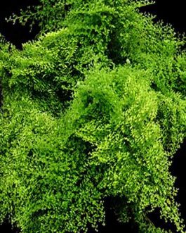 Cotton candy fern (large jiffy sized)