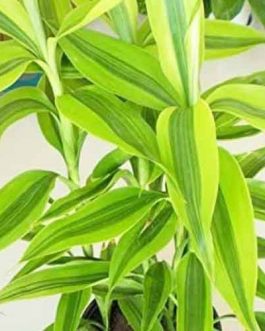 Dracena Sanderiana/ yellow variegated lucky bamboo (Single plant)