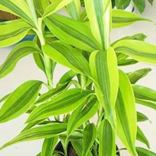 Dracena Sanderiana/ yellow variegated lucky bamboo (Single plant)