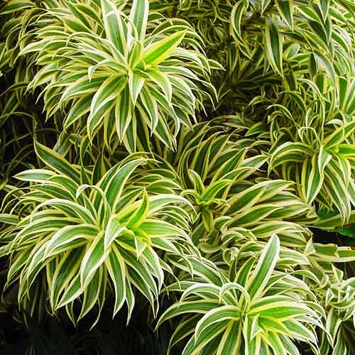 Dracaena reflexa/ Song of India (Single plant)