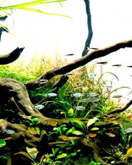 Driftwood/ Aquascaping wood ( small sized)