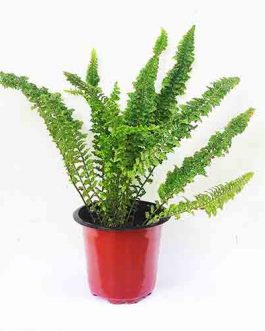 Emina fern (single plant)