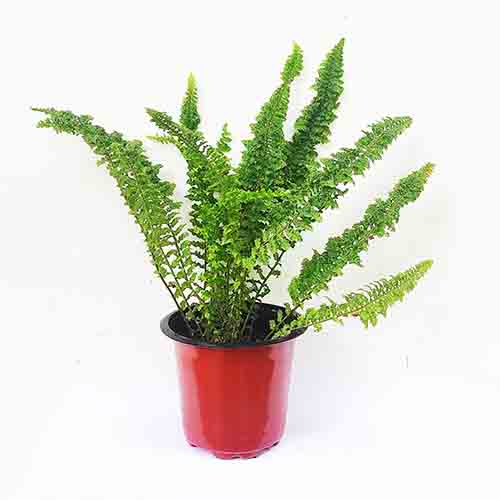 Emina fern (single plant) - Image 2