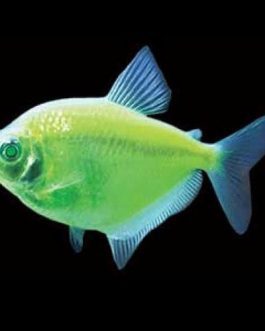 Flourescent green widow tetra ( 5 pcs)