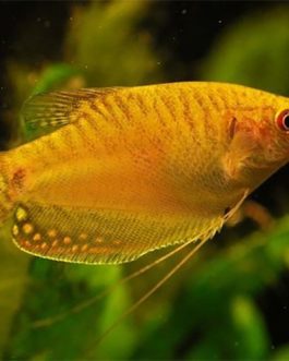 Golden Gaurami (10 Pieces)