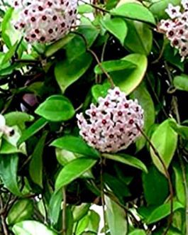 Hoya carnosa green