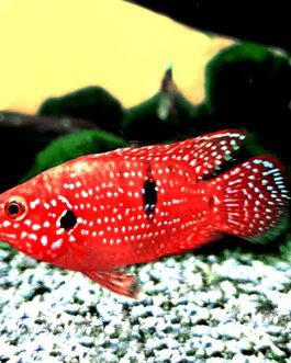 Jewel cichlid Red (4 pcs)