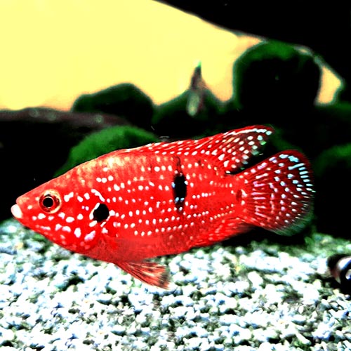 Jewel cichlid Red (Breeding Pair)