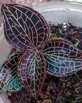 Exotic Terrarium pack (Jewel orchid, Sundew and peacock fern)