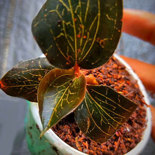 Exotic Terrarium pack (Jewel orchid, Sundew and peacock fern) - Image 5