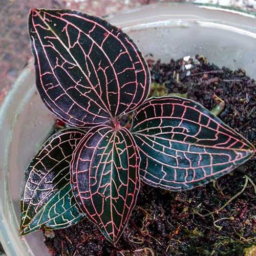 Exotic Terrarium pack (Jewel orchid, Sundew and peacock fern) - Image 2