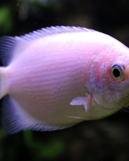 Kissing Gaurami XXL (5 Pieces)