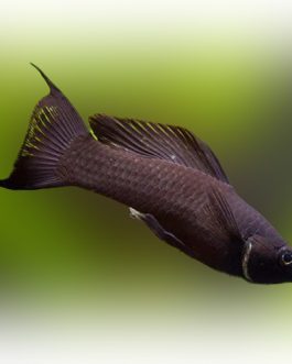 Black Moon tail Molly Big (20 Pieces)