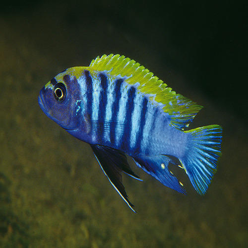 Morfs fish Mix Colour 3"(10 Pieces)