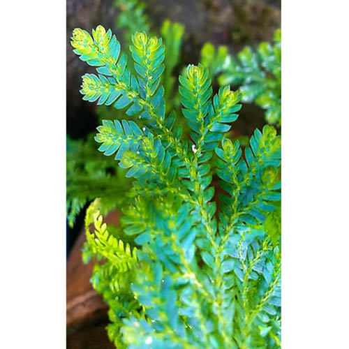 Exotic Terrarium pack (Jewel orchid, Sundew and peacock fern) - Image 4