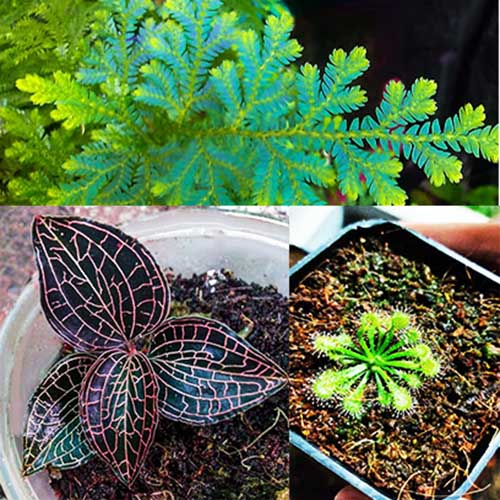 Exotic Terrarium pack (Jewel orchid, Sundew and peacock fern)