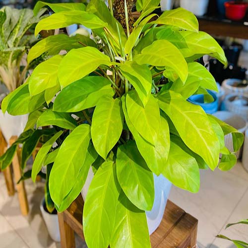 Philodendron Ceylon Golden Plant (Single plant)