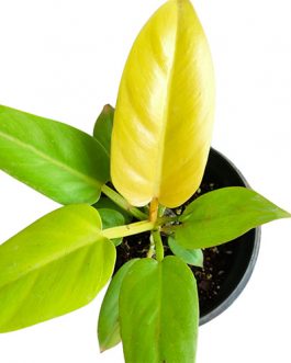 Philodendron Golden Melinonii (medium sized)