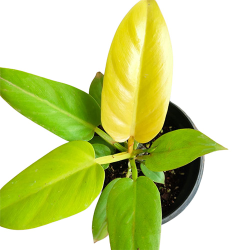 Philodendron Golden Melinonii (medium sized)