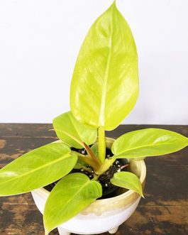 Philodendron Golden Melinonii (medium sized)