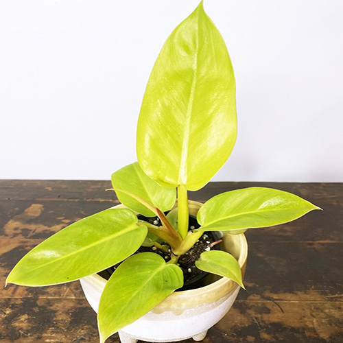Philodendron Golden Melinonii (medium sized) - Image 2
