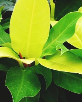 Philodendron Moonlight (Large Single plant)