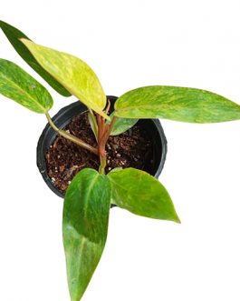 Philodendron Painted Lady (Single plant)