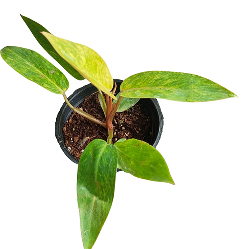 Philodendron Painted Lady (Single plant) - Image 2