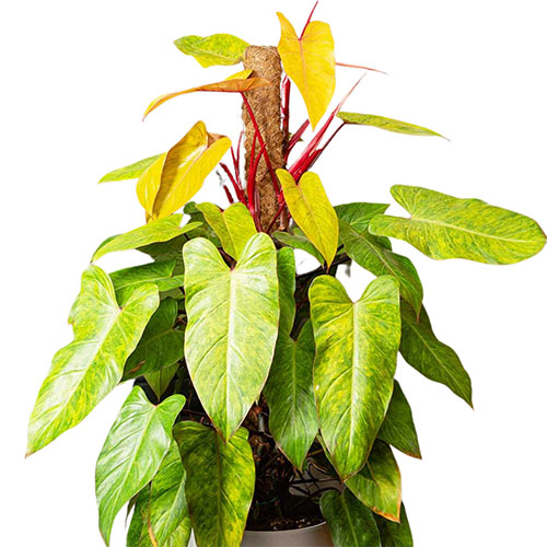 Philodendron Painted Lady (Single plant)
