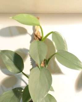 Philodendron Silver Sword/ Philodendron Hastatum (Single plant)