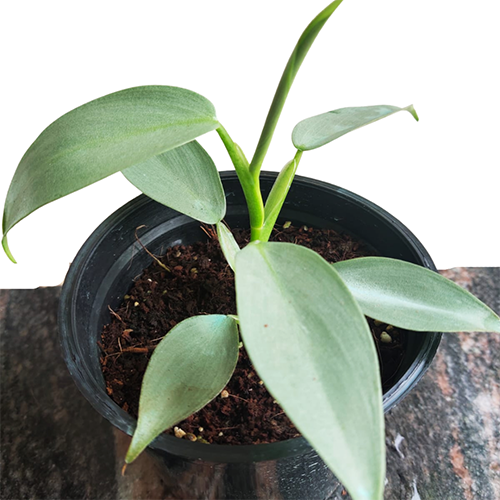 Philodendron Silver Sword/ Philodendron Hastatum (Single plant) - Image 2