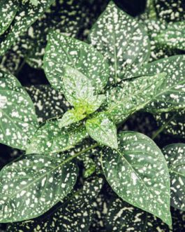 Polka dot white (pot)