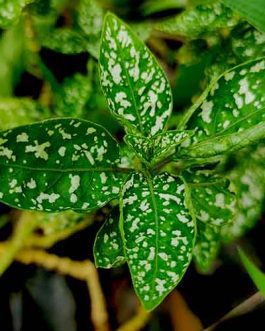 Polka dot white (pot)