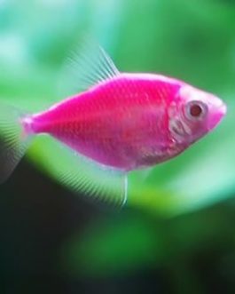 Purple widow tetra ( 5 pcs)