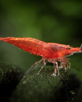 RED SAKURA SHRIMPS (5PAIRS)