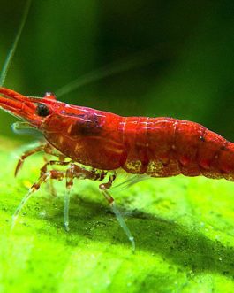 RED SAKURA SHRIMPS (5PAIRS)