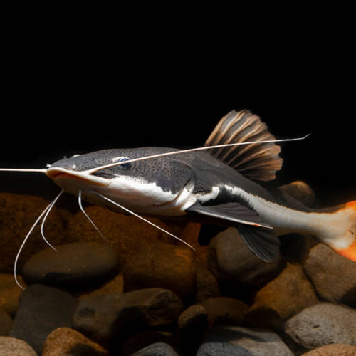 Red tail Cat fish4"-5" (1 Pieces)