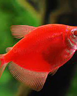 Full red widow tetra ( 5 pcs)