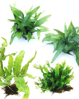 Fern Combo-Java, Wrinkled leaf, Philippine narrow leaf and Windelov fern steel meshes (40 nos total)