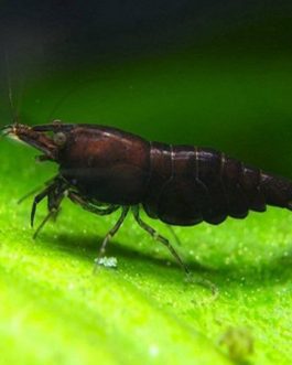 CHOCO BLACK SHRIMPS (5 PAIRS)