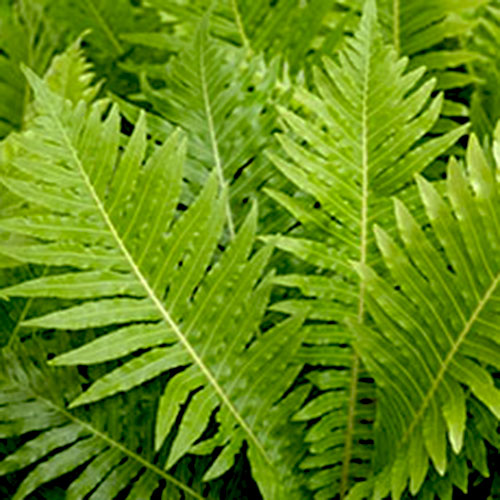 Brazilian Tree fern/ Silver lady fern (extra large size)
