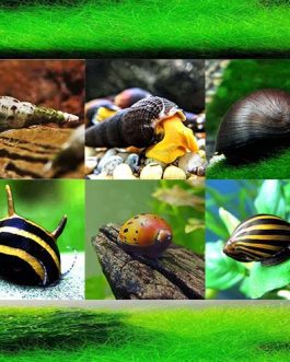 Snail Combo (zebra nerite, spotted nerite,horned nerite,yellow spotted rabbit, malaysian trumpet)
