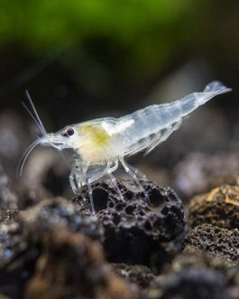 SNOW BALL WHITE SHRIMPS ( 5 pair)