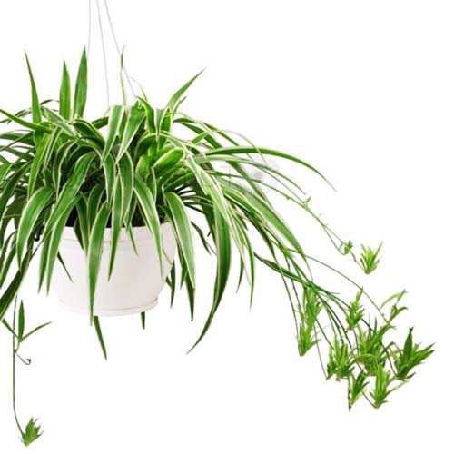 Spider Plant/ Chlorophytum comosum (single plant)