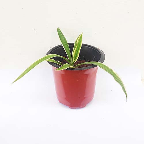 Spider Plant/ Chlorophytum comosum (single plant) - Image 2