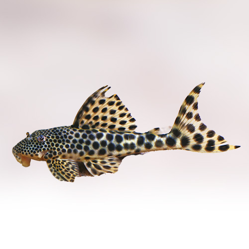 Spotted cat fish (10 Pieces)