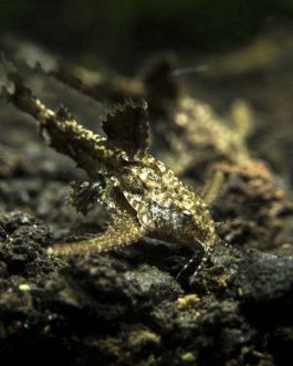 Shubunkin Gold fish Medium (10 Pieces)